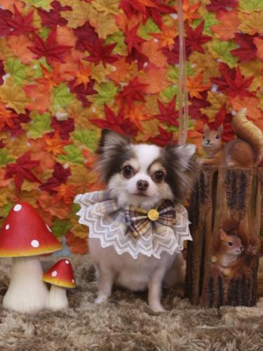 20241121トキくん